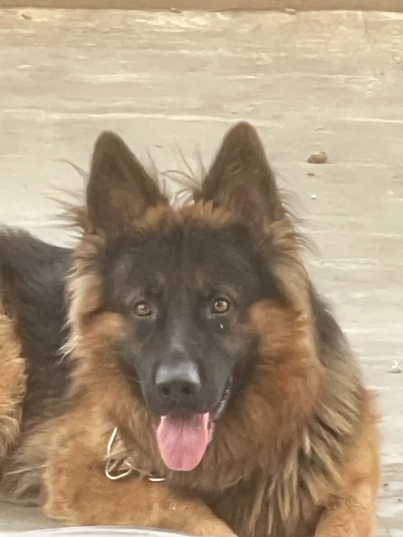 German shepherd long coat — photo 2