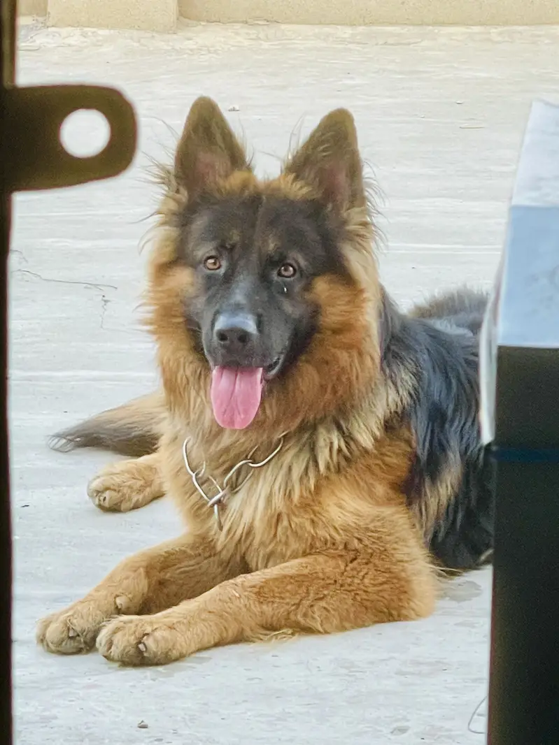 German shepherd long coat — photo 3