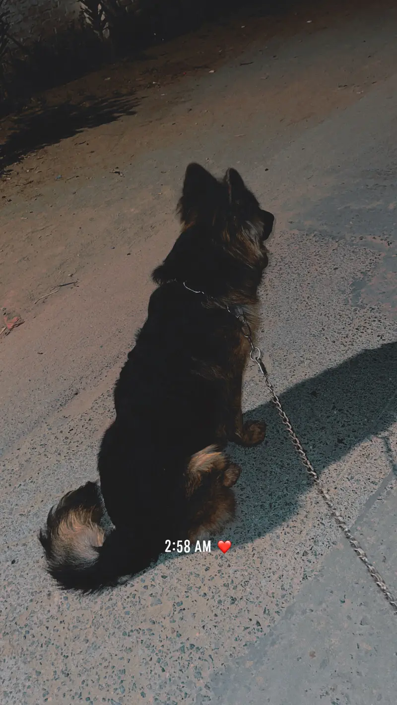 German shepherd long coat — photo 4