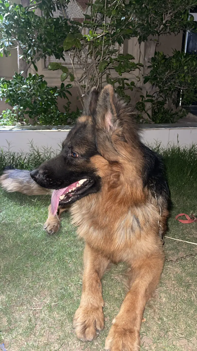 German shepherd long coat — photo 5