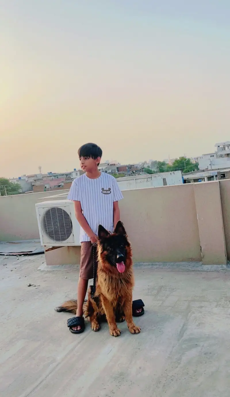 German shepherd long coat — photo 6