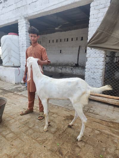 goats gaban first timer