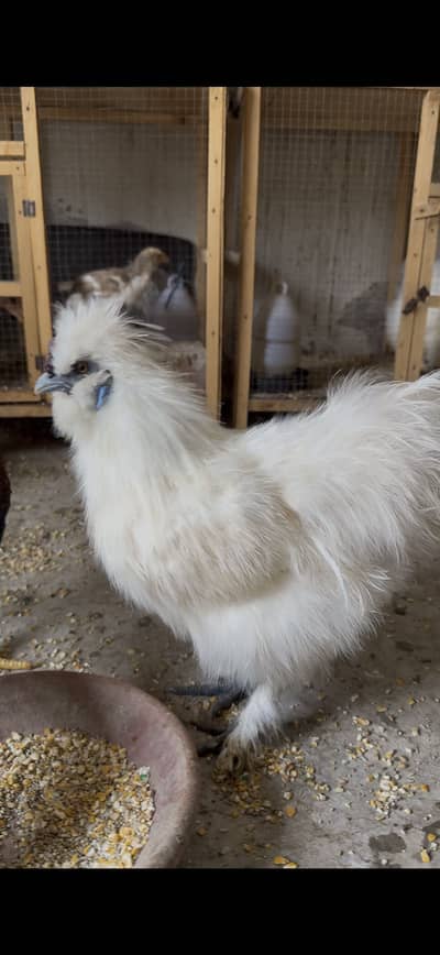 White silky hens