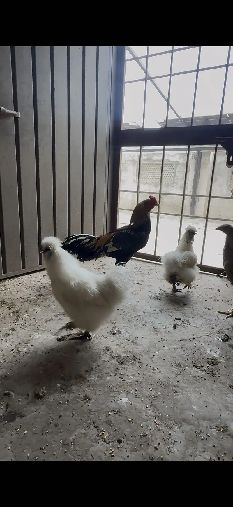 White silky hens — photo 2