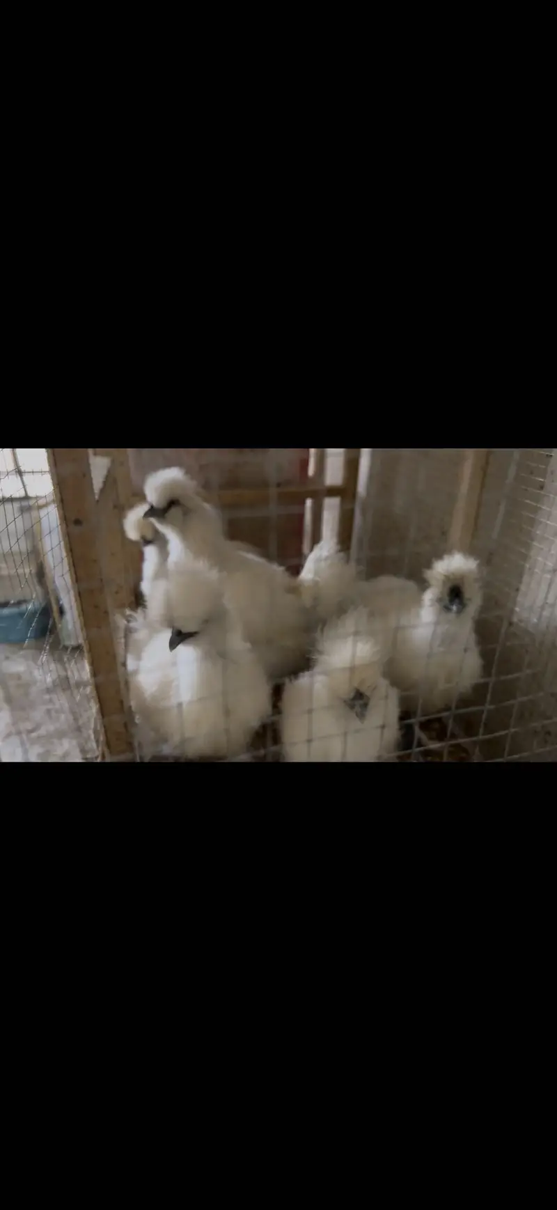 White silky hens — photo 4