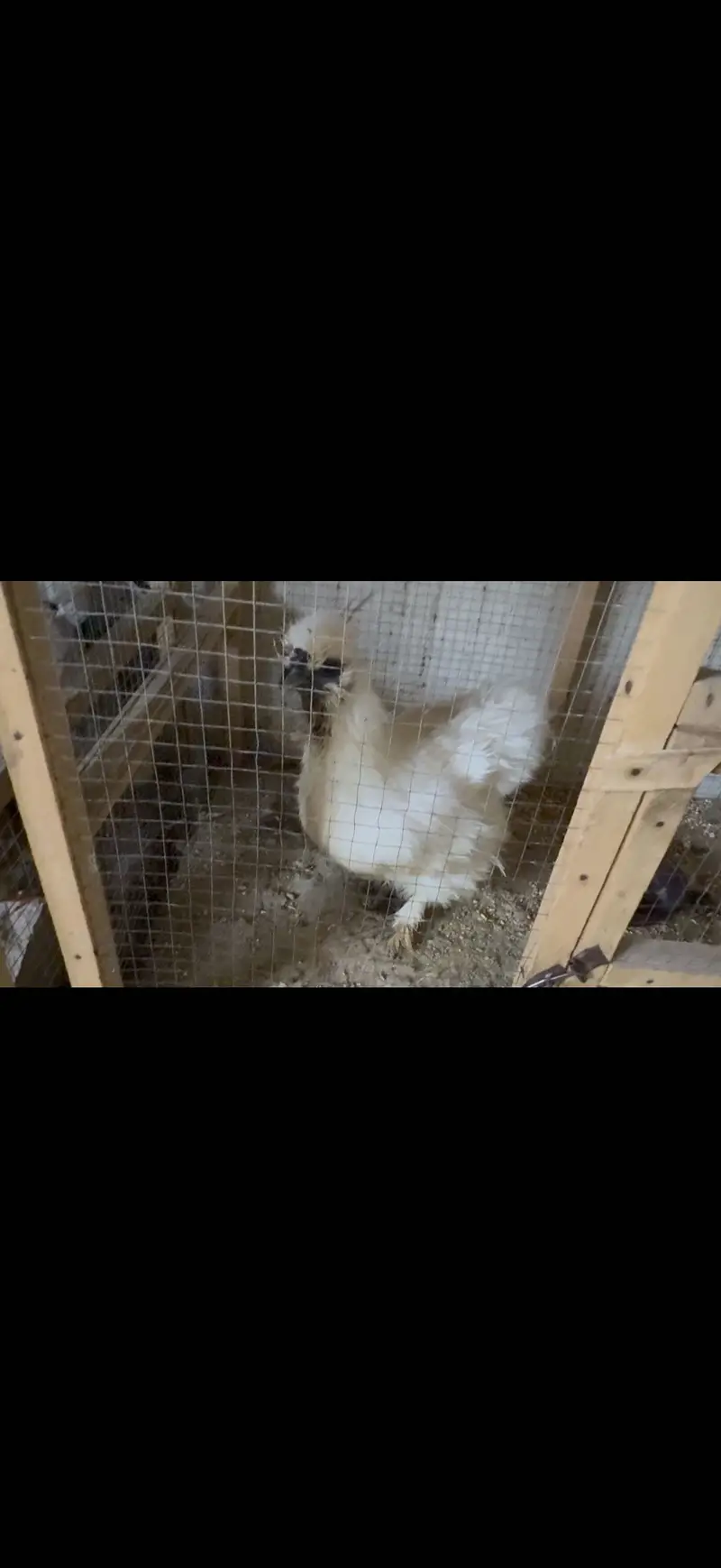 White silky hens — photo 5