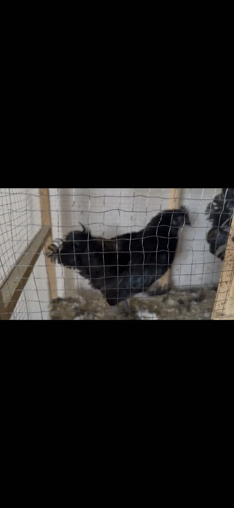 White silky hens — photo 6