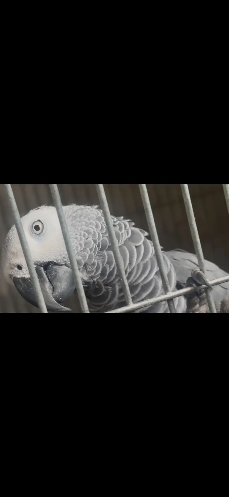 5 African Gray Breeder Females for Sale — photo 2
