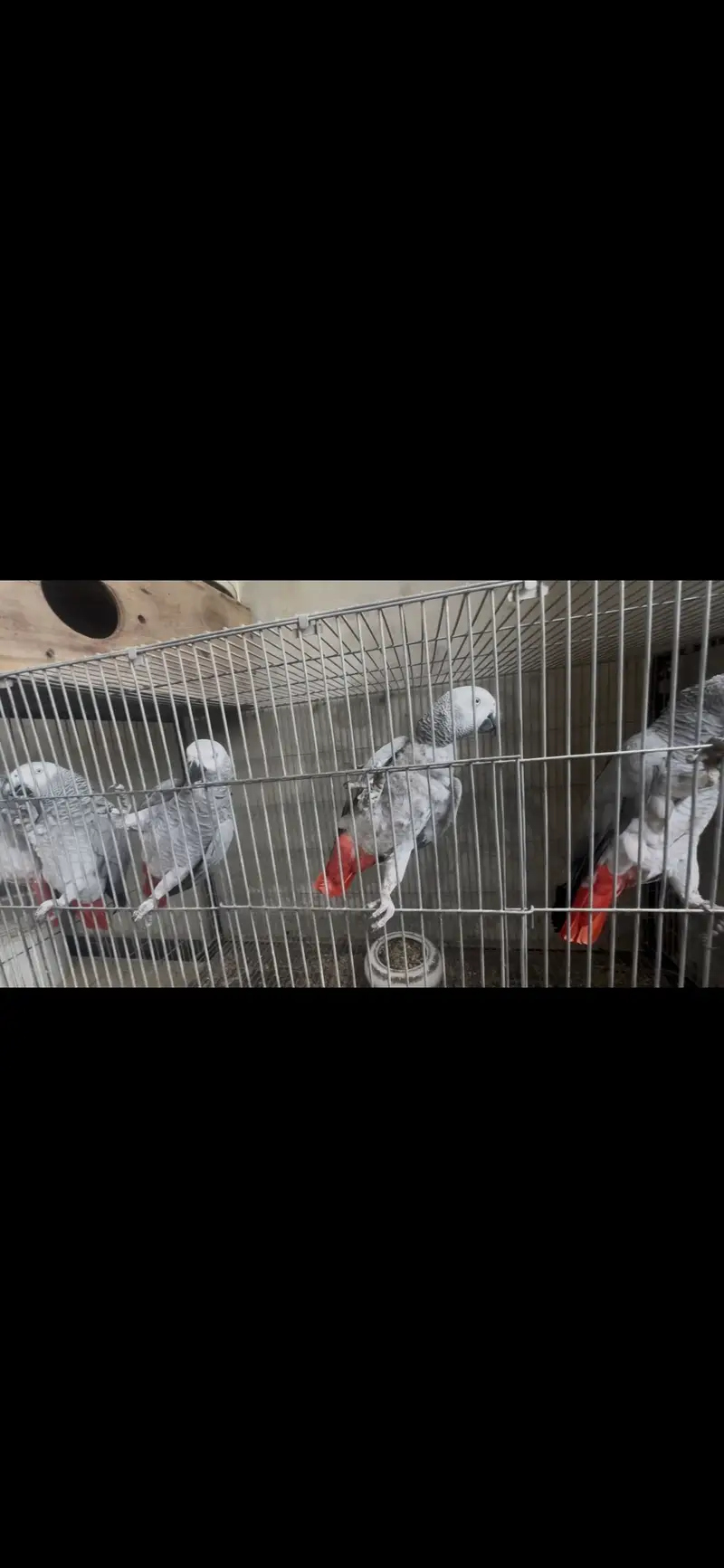 5 African Gray Breeder Females for Sale — photo 3