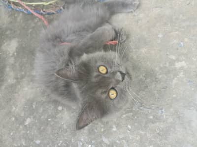 important cat
