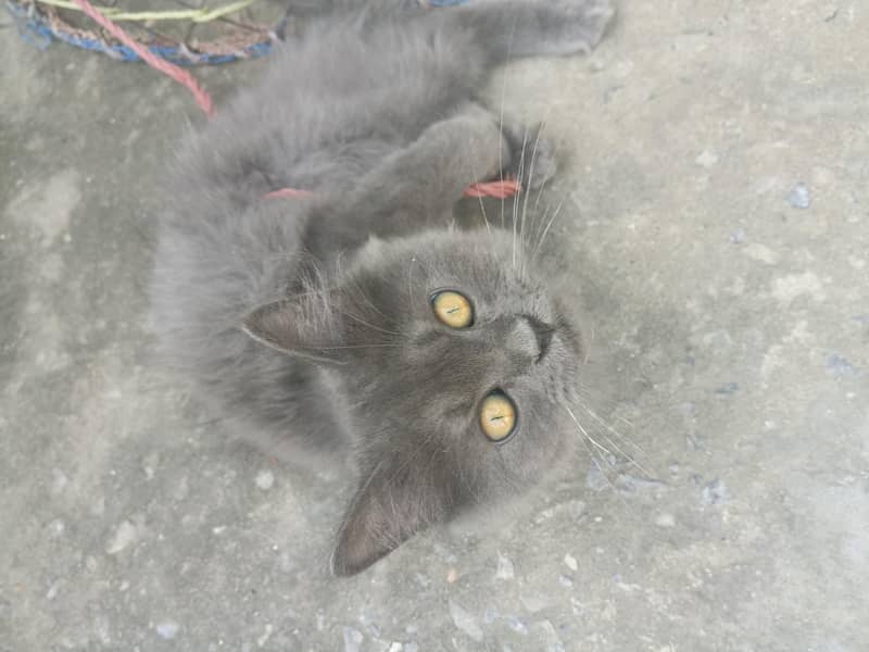 important cat 0