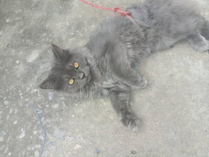 important cat 1