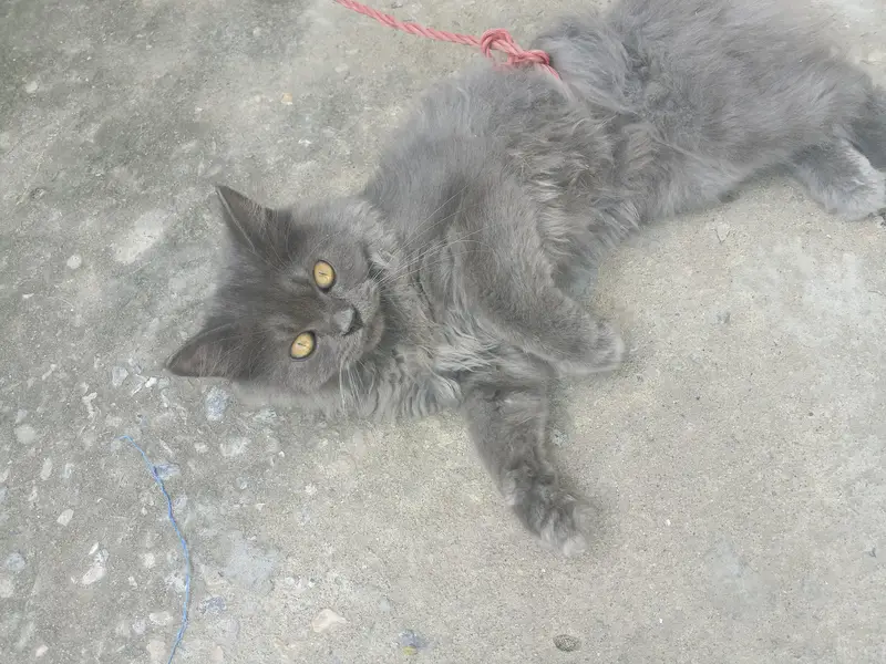 important cat — photo 2