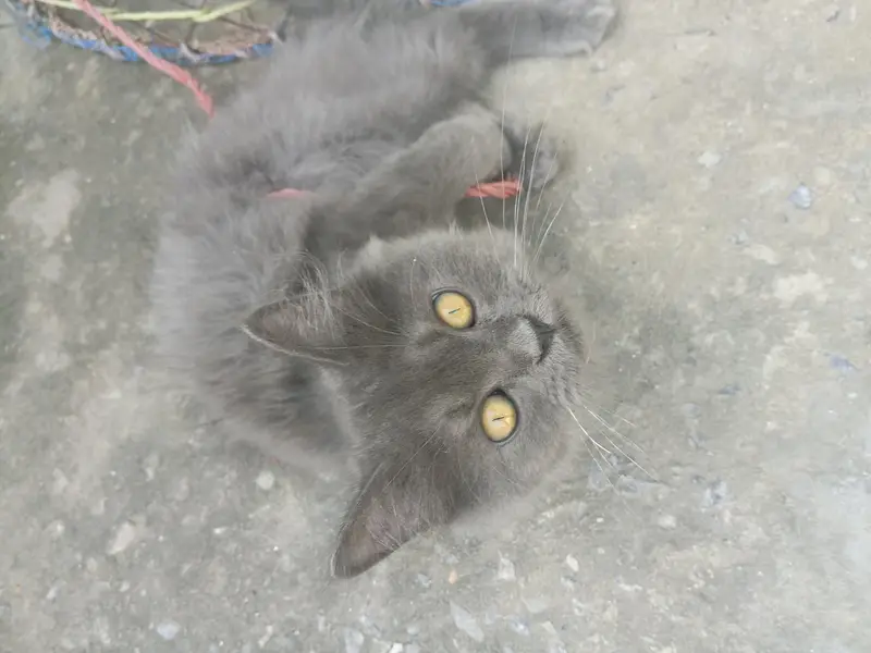important cat — photo 3