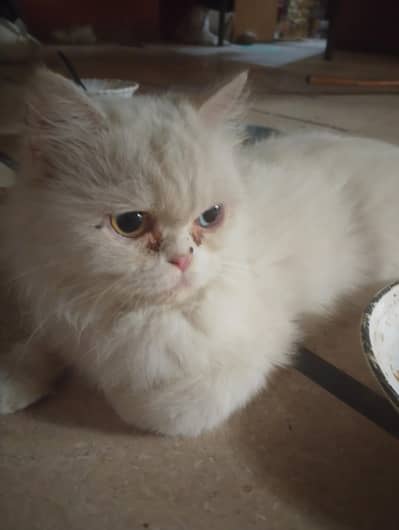 percian for sale