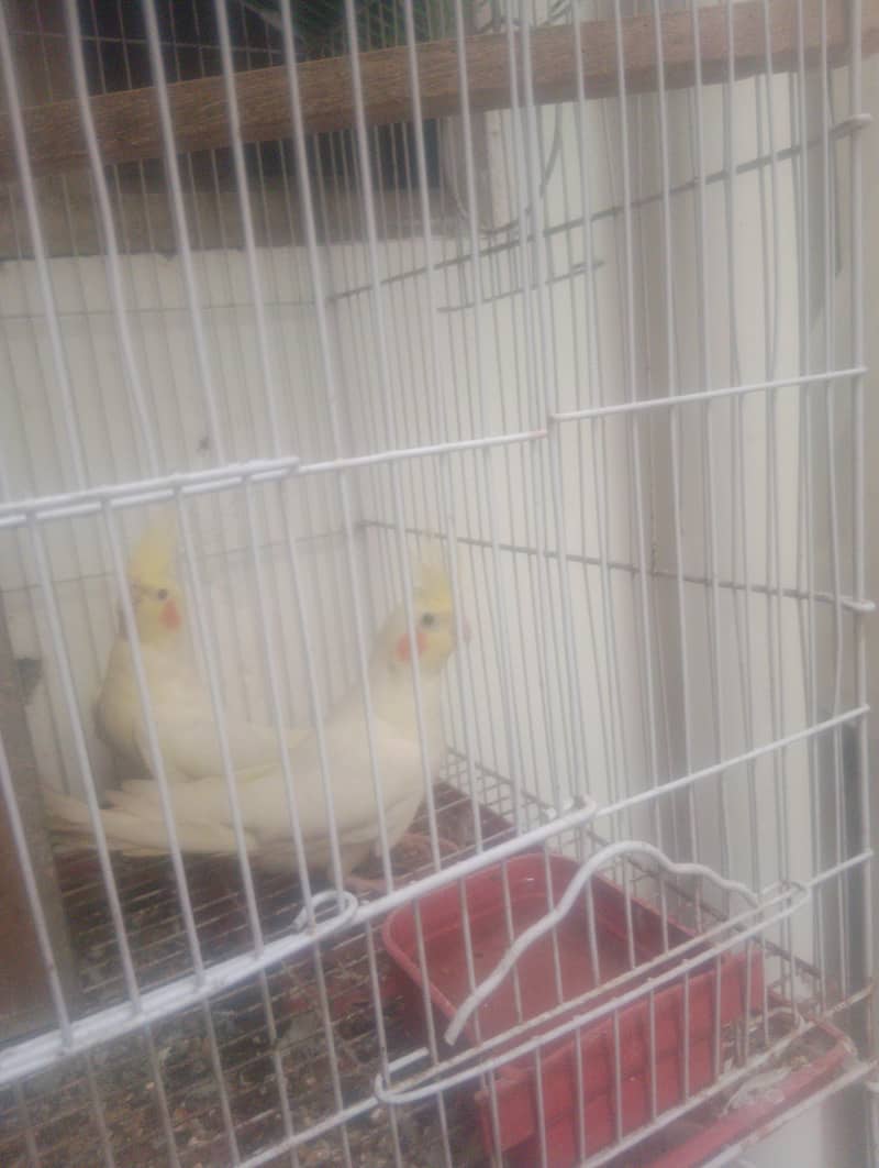 cockatiel 1