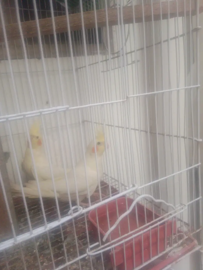 cockatiel — photo 2
