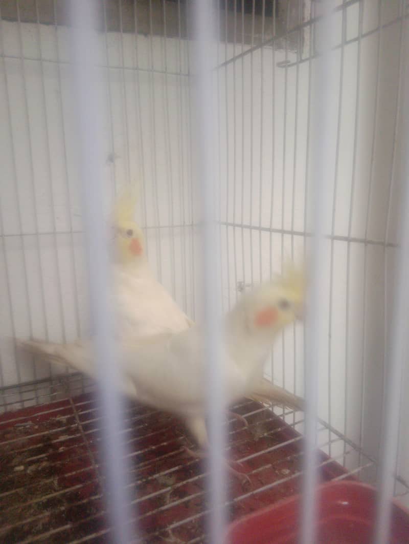 cockatiel 2