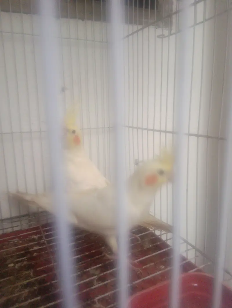 cockatiel — photo 3