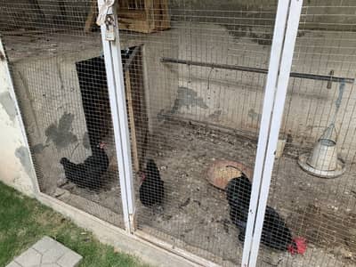 Egg laying hens 2 with one rooster