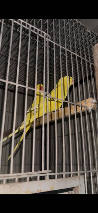 Breeder Yellow Ringneck Pair for sale