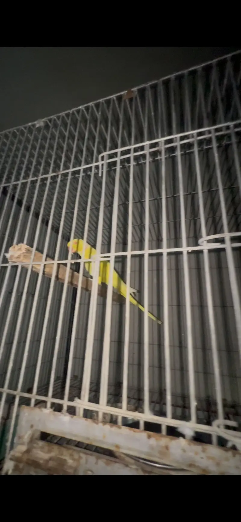 Breeder Yellow Ringneck Pair for sale — photo 2