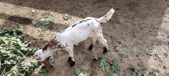 bakri k bachy male