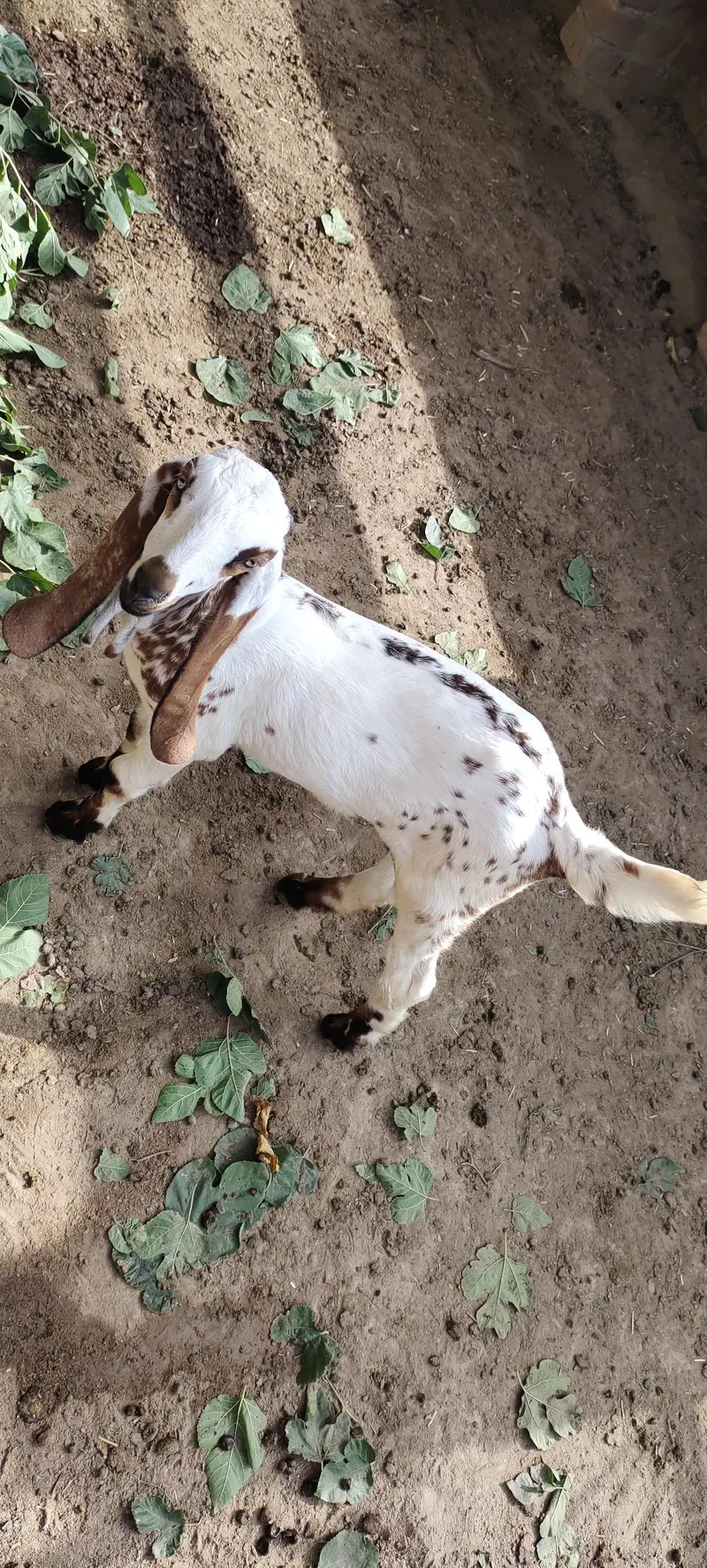 bakri k bachy male — photo 2