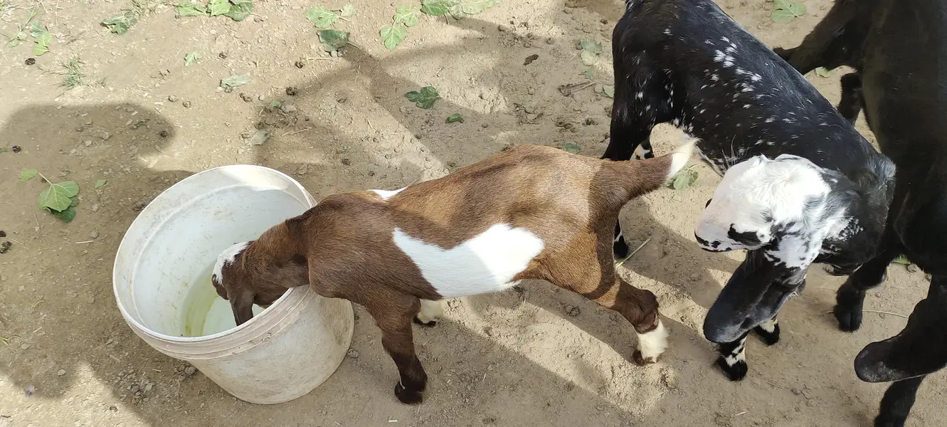 bakri k bachy male — photo 3