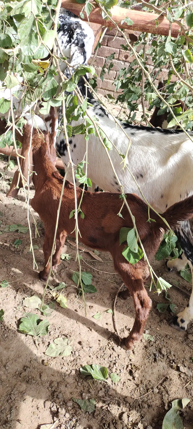 bakri k bachy male — photo 4