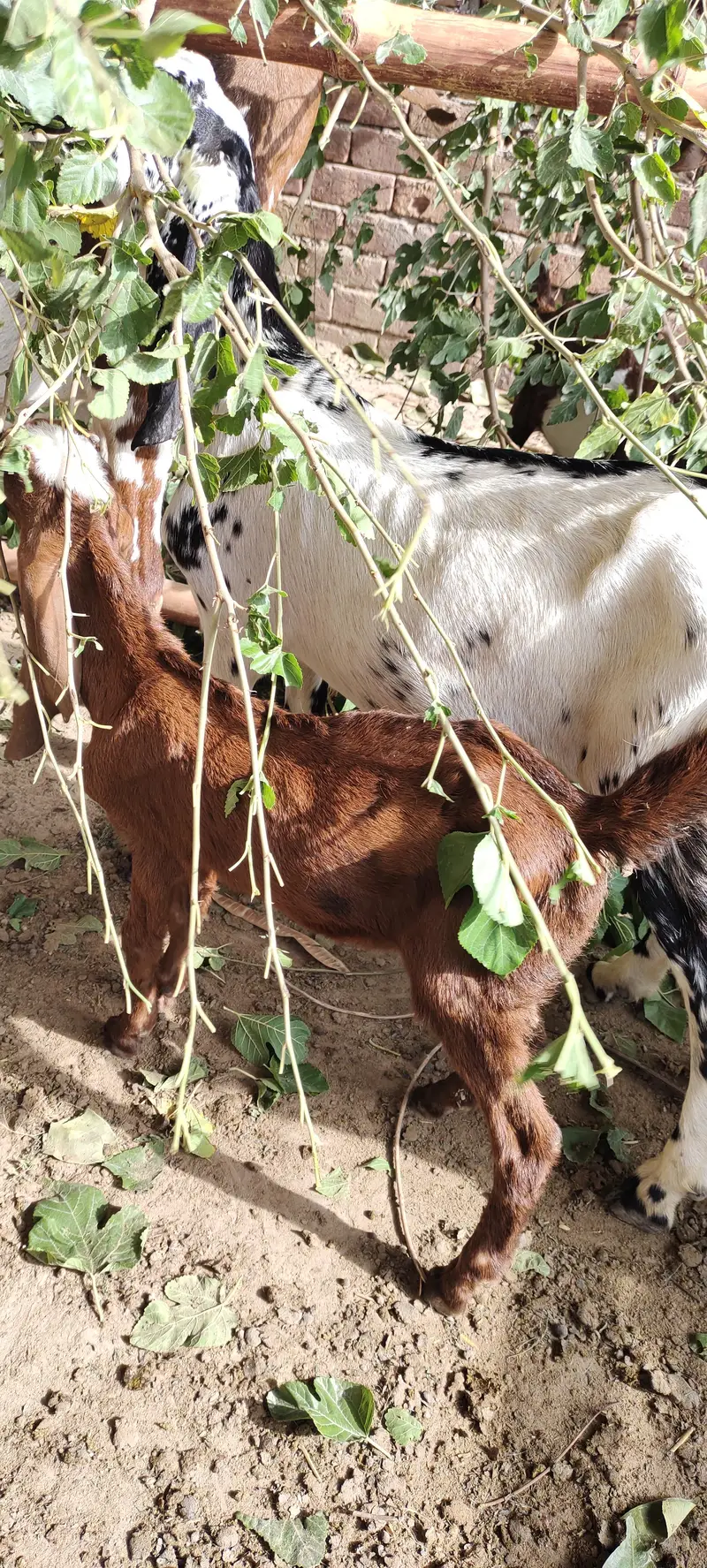 bakri k bachy male — photo 5