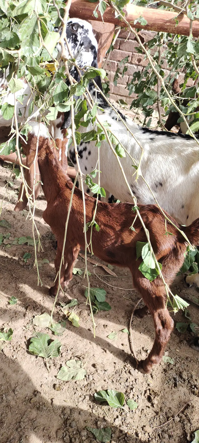 bakri k bachy male — photo 6