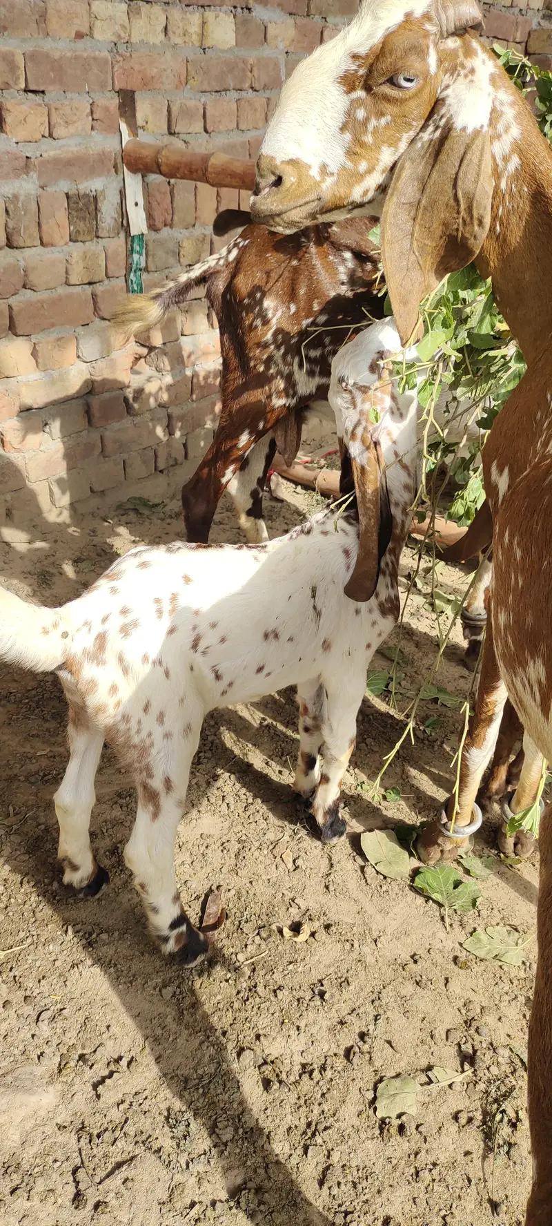 bakri k bachy male — photo 7
