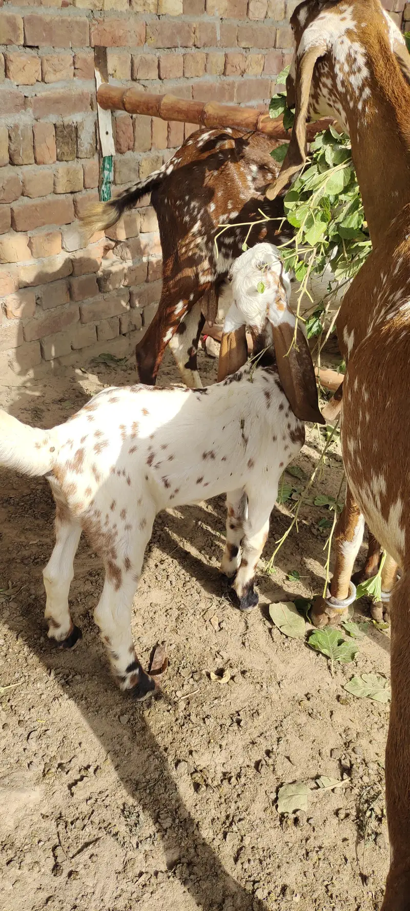 bakri k bachy male — photo 8
