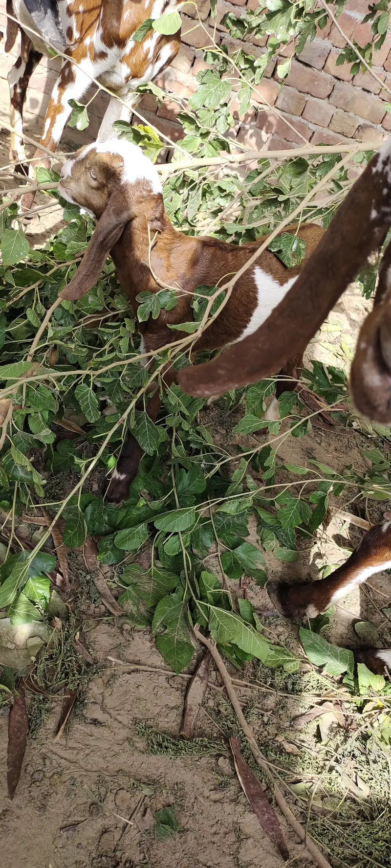 bakri k bachy male — photo 9
