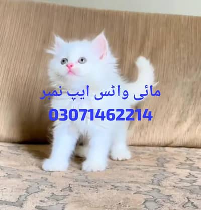 perfect for sale 2 month age