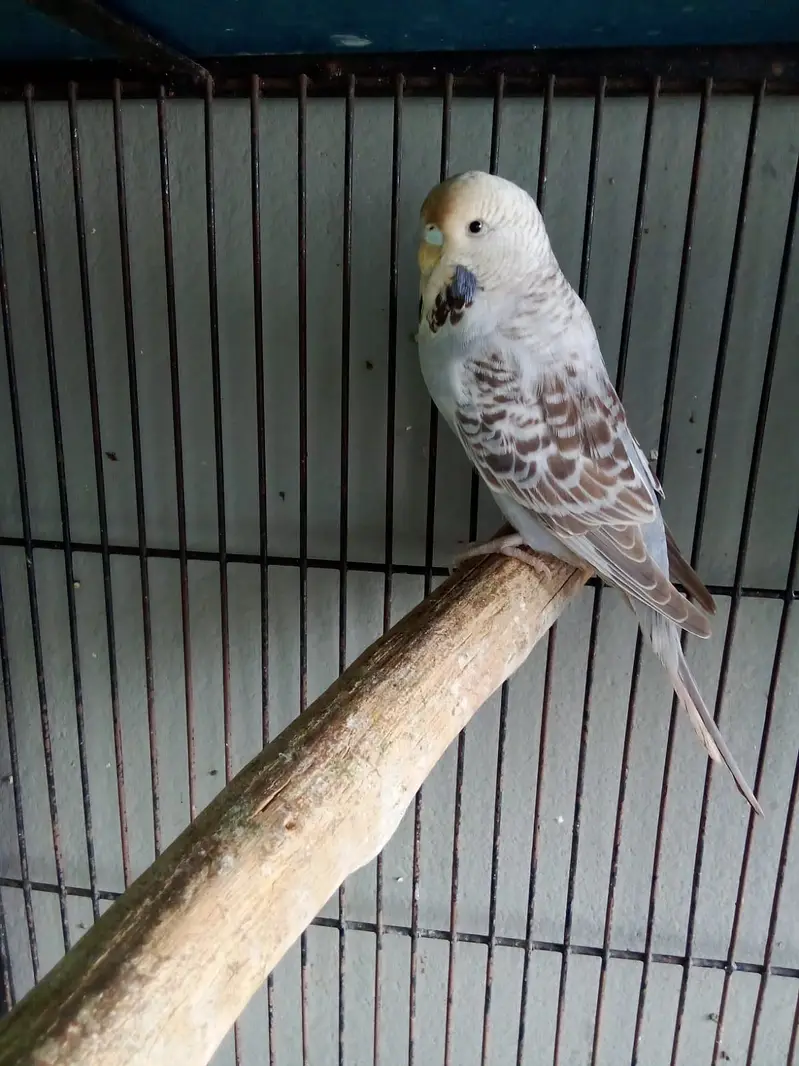 Exihibition ready bred pathy — photo 4