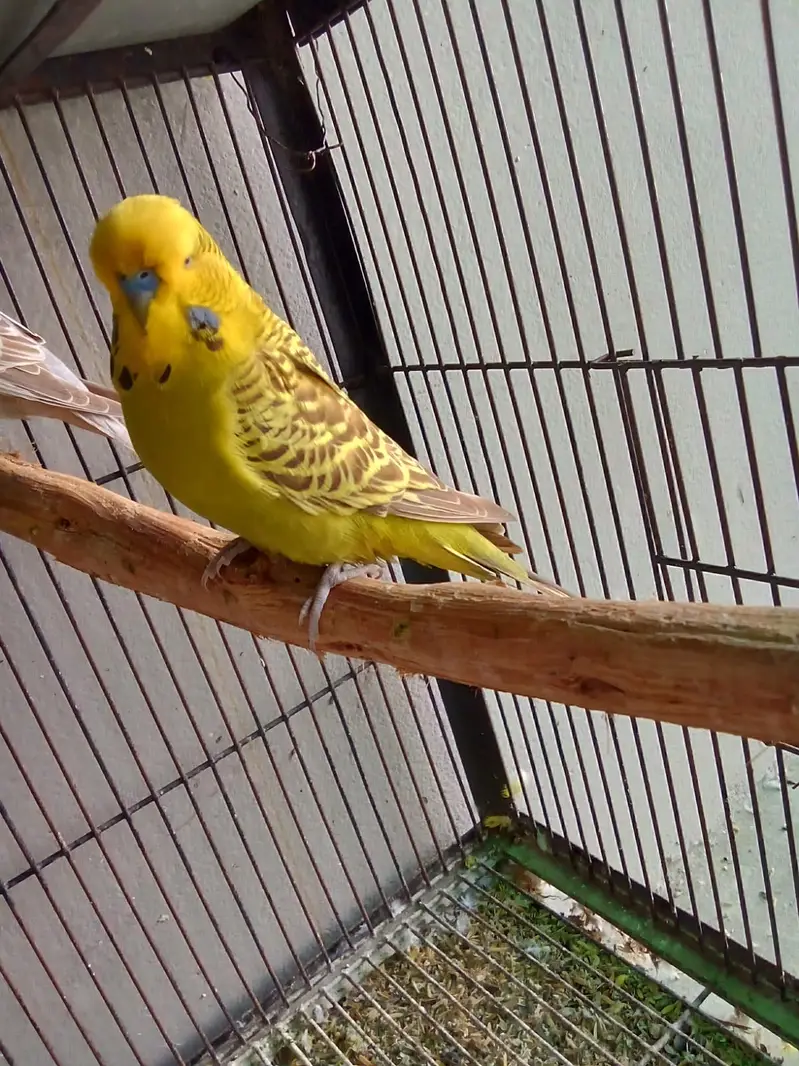 Exihibition ready bred pathy — photo 2