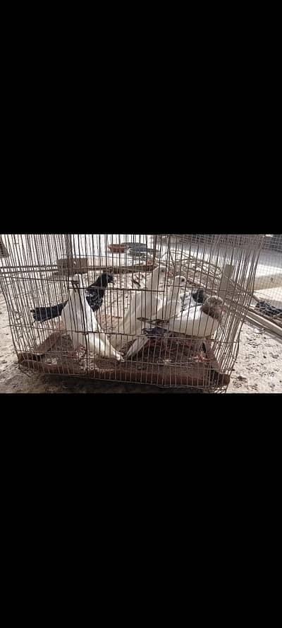 High Flyer pathe & Breeding Pairs