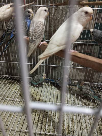 Budgies splits black face looking for new shelter
