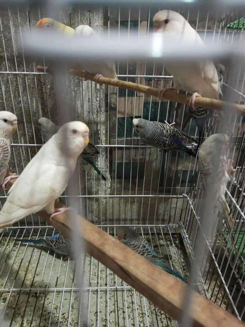 Budgies splits black face looking for new shelter — photo 2