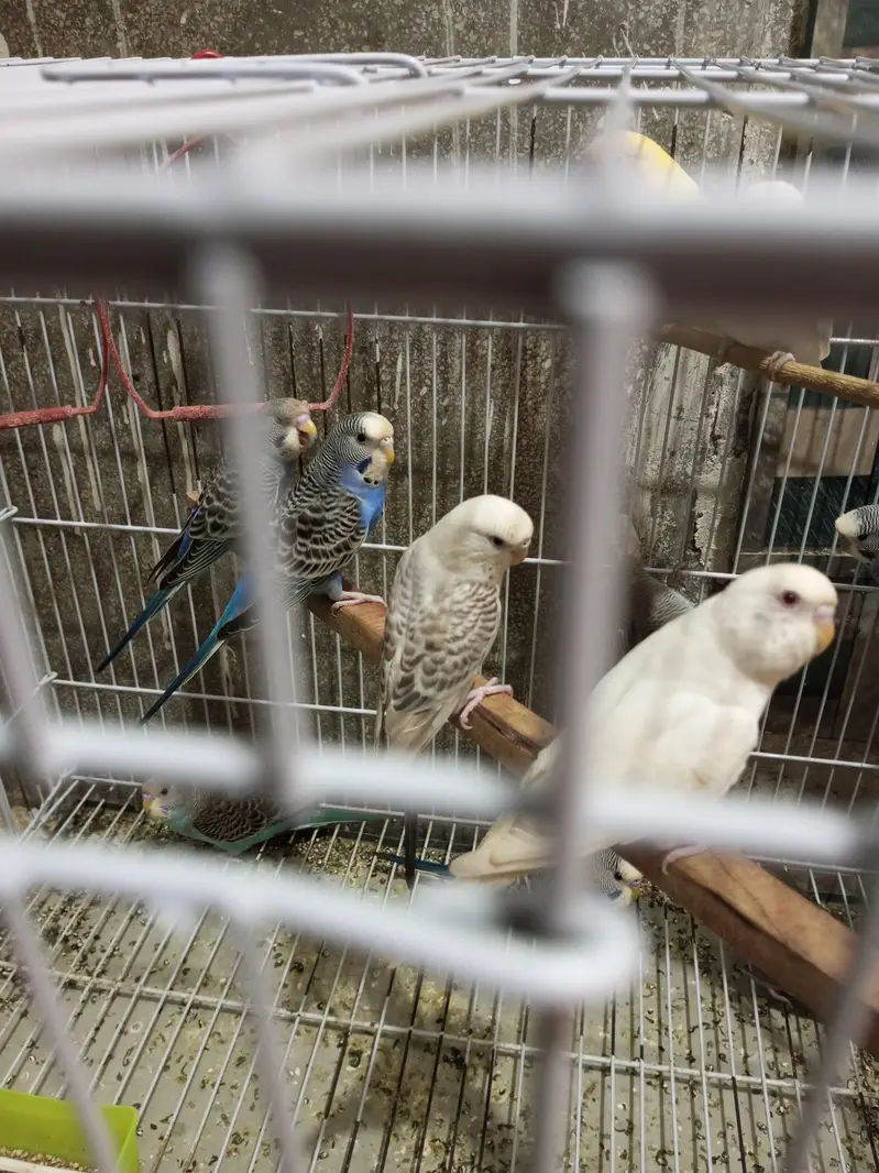 Budgies splits black face looking for new shelter — photo 3
