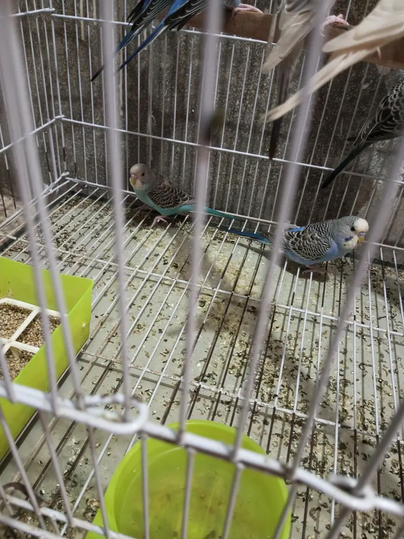 Budgies splits black face looking for new shelter — photo 4