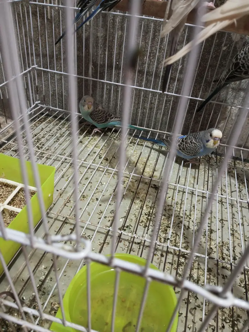 Budgies splits black face looking for new shelter — photo 5