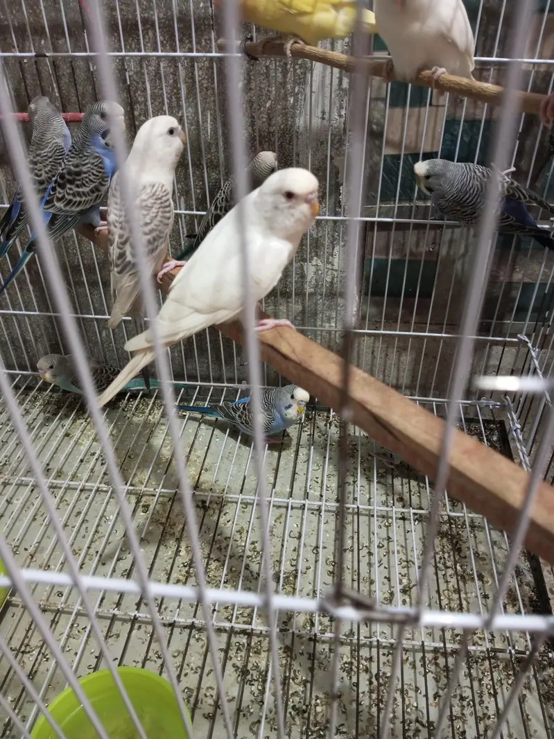 Budgies splits black face looking for new shelter — photo 6