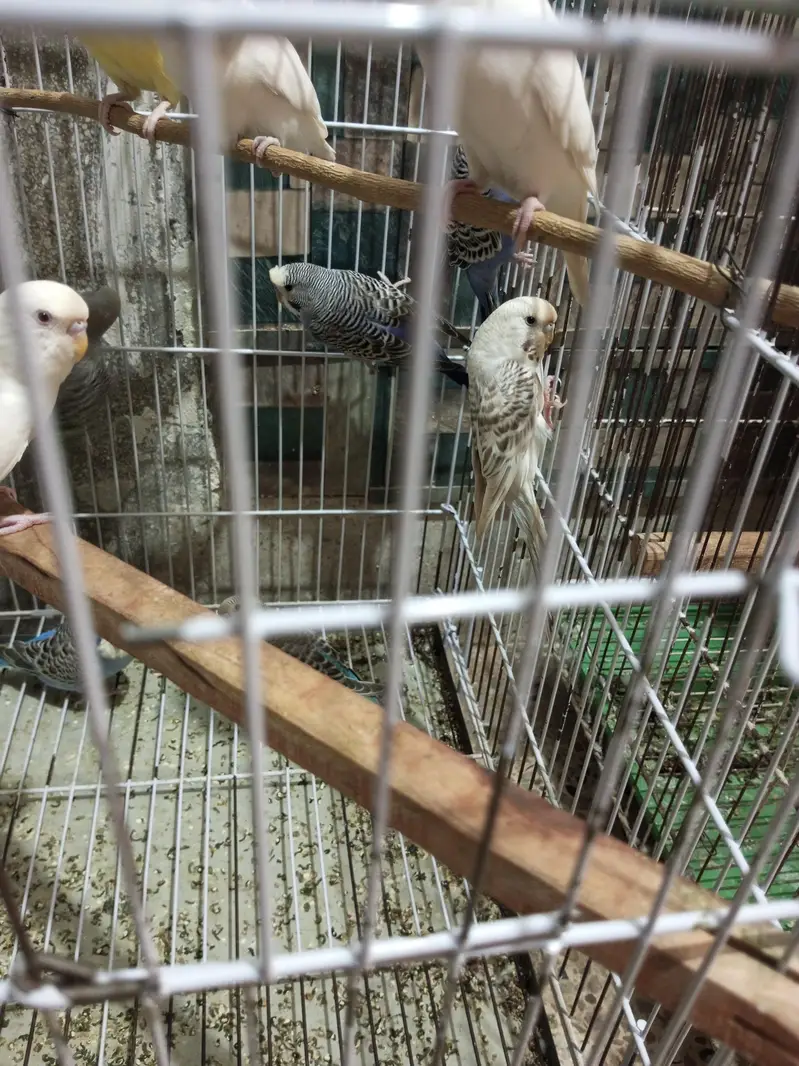 Budgies splits black face looking for new shelter — photo 7