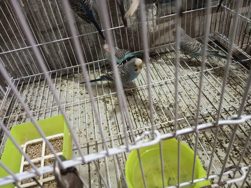 Budgies splits black face looking for new shelter — photo 8