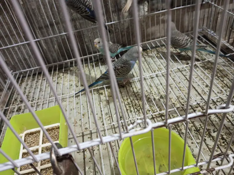 Budgies splits black face looking for new shelter — photo 9
