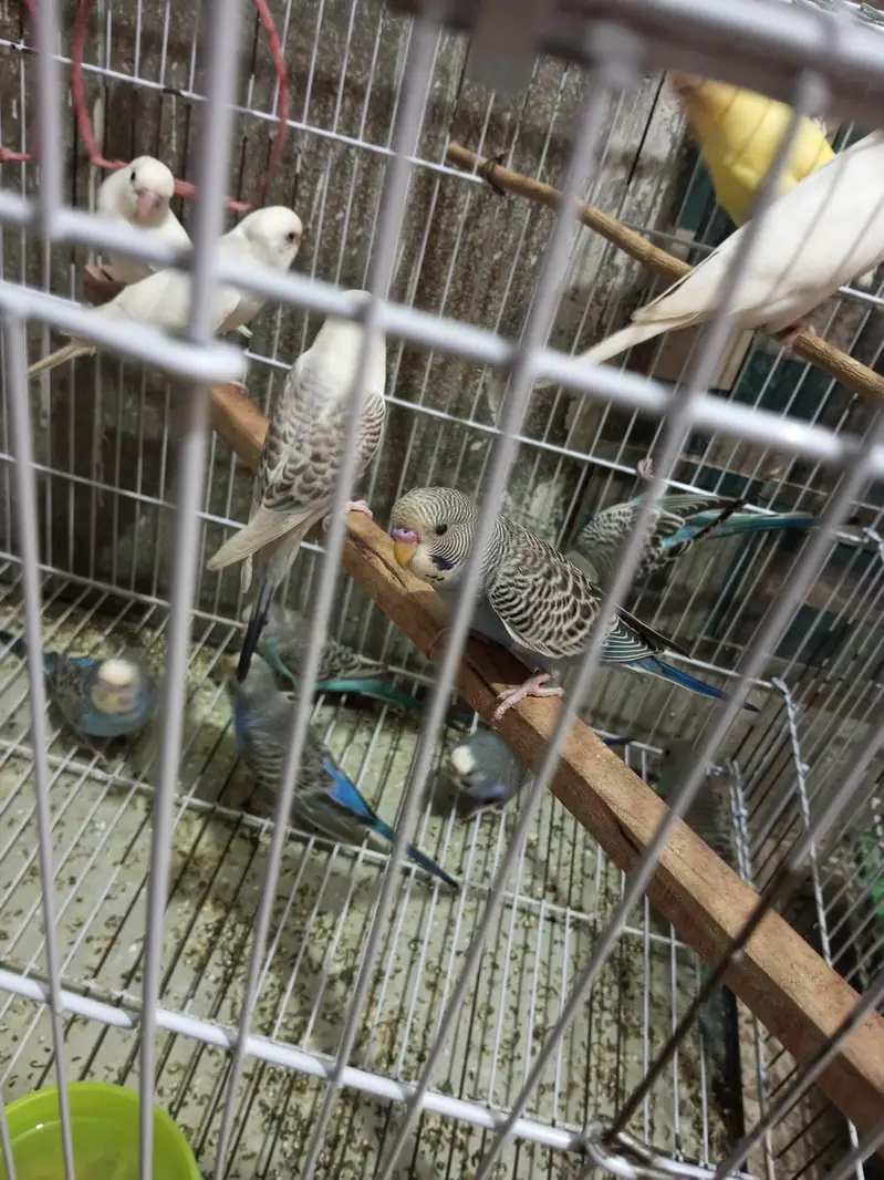 Budgies splits black face looking for new shelter — photo 10