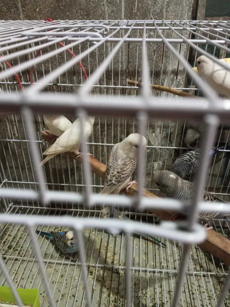 Budgies splits black face looking for new shelter — photo 11